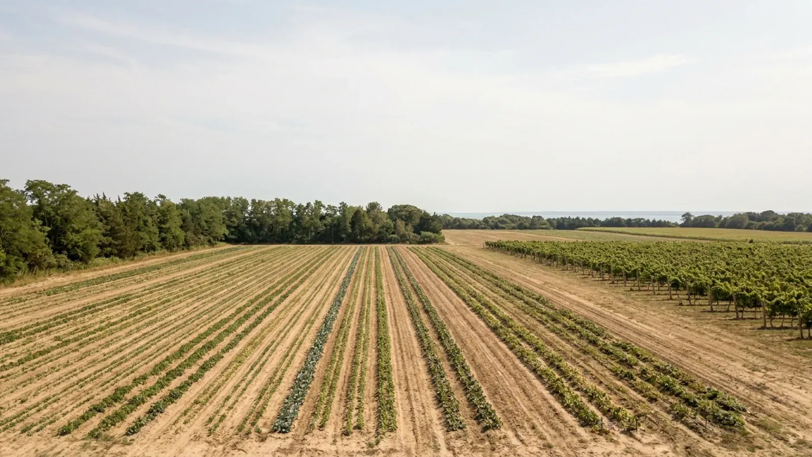 Flat east-end Long Island farm fields in long straight rows with a vineyard block and a cedar windbreak under hazy coastal light.